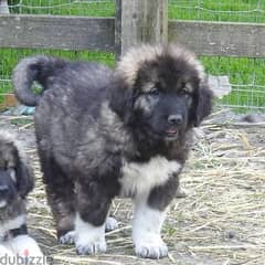 Whatsapp Me +966588993320 Caucasian Shepherd Puppies 0