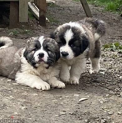 Whatsapp Me +966588993320 Caucasian Shepherd Puppies 1