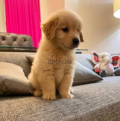 Trained G-Retriever Puppy for sale