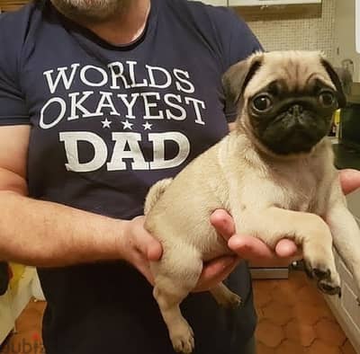 Male Pug puppy for sale