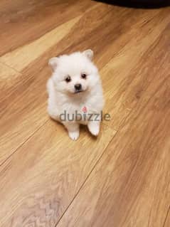 Tea-cup Pomer-anian  Puppy For Sale 0