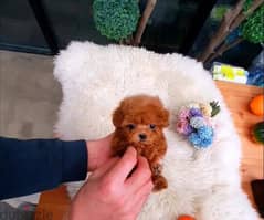 Tea-cup Poo-dle puppy for sale 0