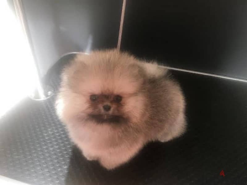 Pomer. anian Tea. cup puppy for sale 2