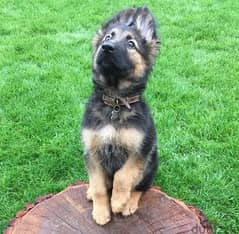 G-shepherd puppy for sale. . WhatsApp ‪+1484,718‑9164‬