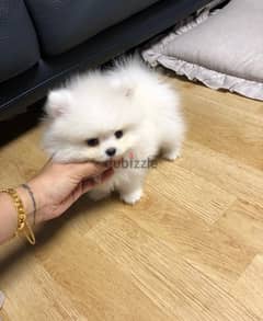 Cream Pomer,anian puppy for sale