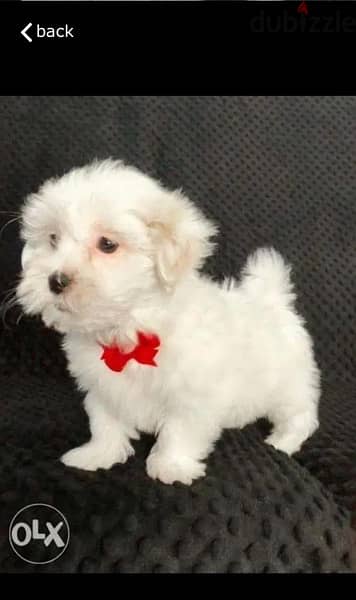 Male Maltese puppy for sale 0
