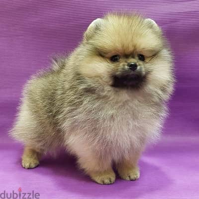 Cream male Pom puppy for sale