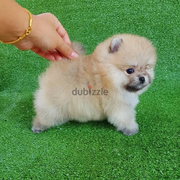 Male Pom puppy for sale 0