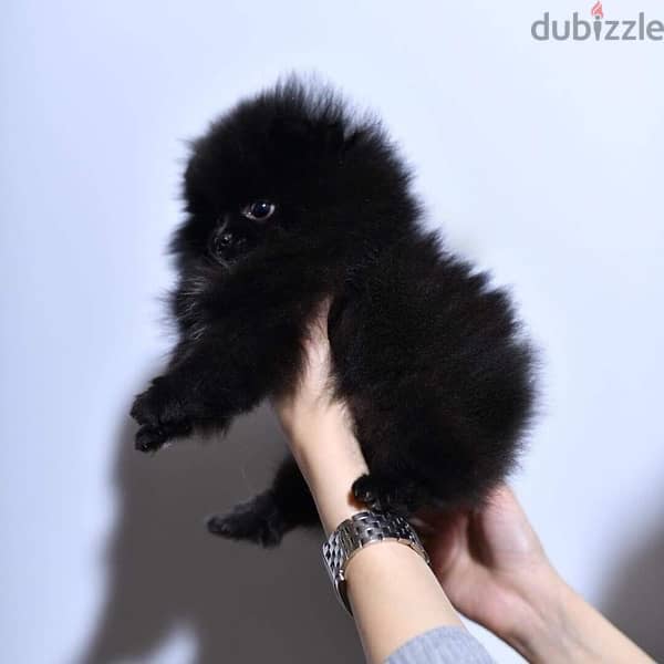 Black Pomer,anian puppy for sale 0