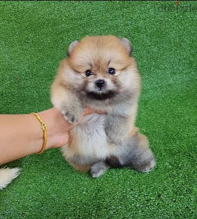 Cream male Pom for sale