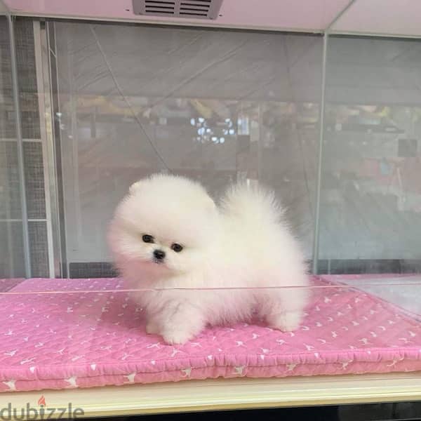 Mini Pom puppy for sale 0