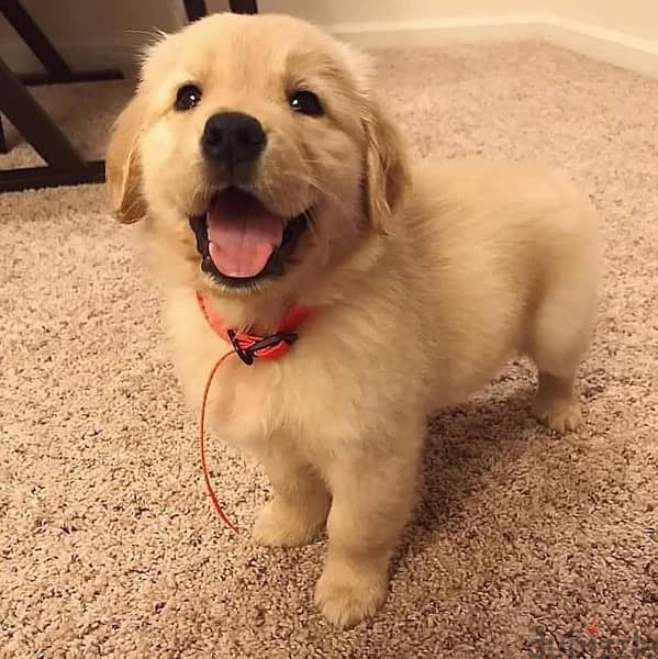 Male Golden R. puppy for sale 0