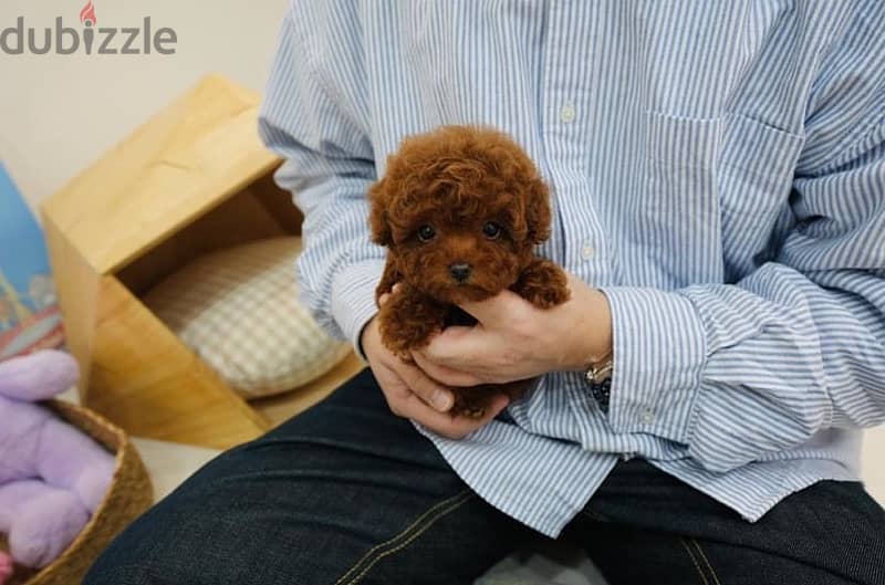 Mini Poodl,e puppy for sale 0