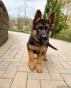 Male German S. puppy for sale