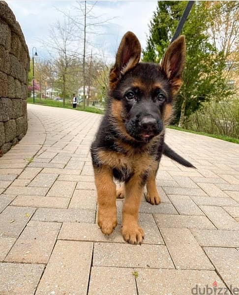 Male German S. puppy for sale 0