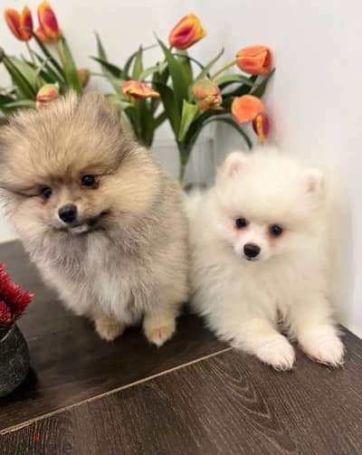 Pomer,anian puppy’s for sale. WhatsApp me ‪+19087684279‬