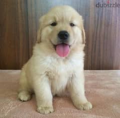 Golden retriever puppy for sale .