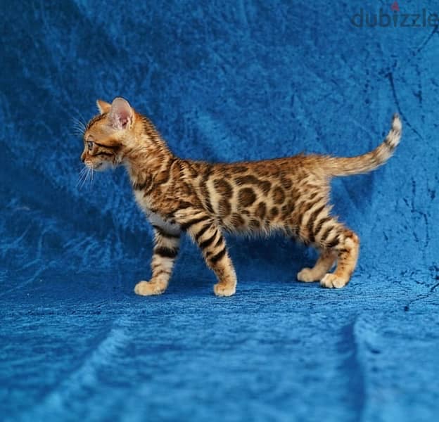 Bengal For sale 0