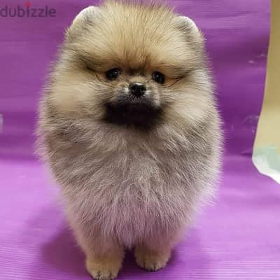 Cream male Pom for sale . . WhatsApp me +14847189164‬