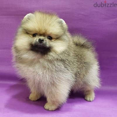 Cream male Pom for sale . . WhatsApp me +14847189164‬