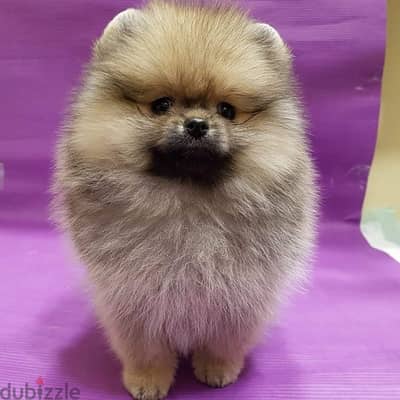 Cream male Pom for sale . . WhatsApp me +14847189164‬