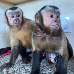 Capuchin Monkey// whatsapp +971552543579 0