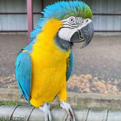 Macaw Parrots available// whatsapp +971552543579