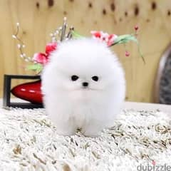 Pomeranian puppies Ready// whatsapp +971552543579
