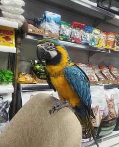 Talking Macaw for sale