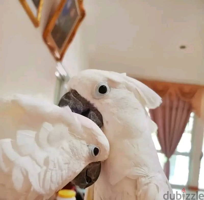 Cockatoo parrot available WhatsApp +966 56 200 3020 1