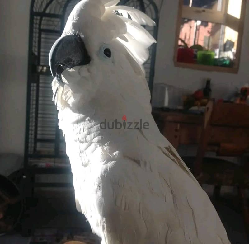 Cockatoo parrot available WhatsApp +966 56 200 3020 2