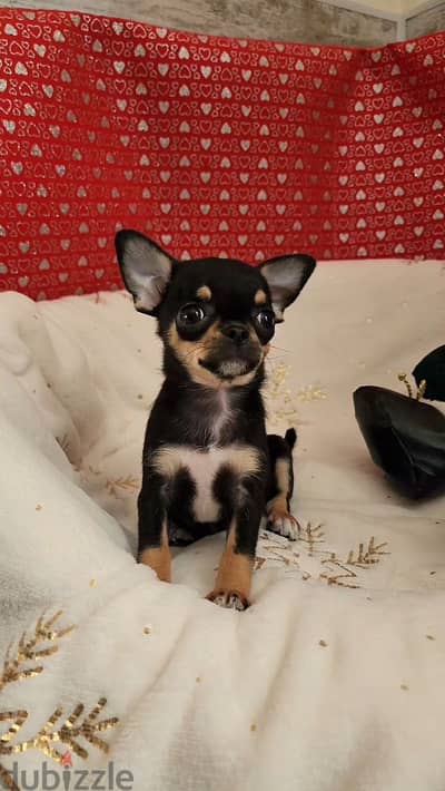 Chihuahua puppies available WhatsApp number: +966 56 200 3020