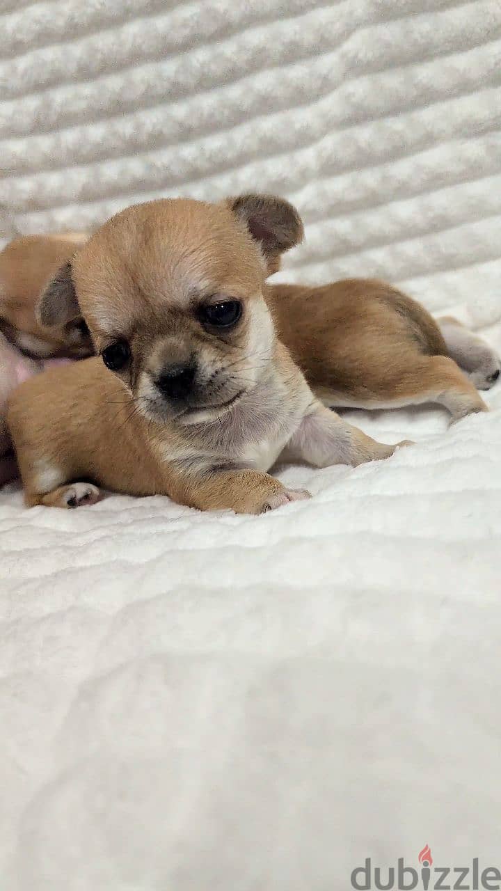 Chihuahua puppies available WhatsApp number: +966 56 200 3020 1