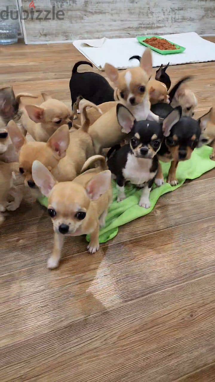 Chihuahua puppies available WhatsApp number: +966 56 200 3020 2