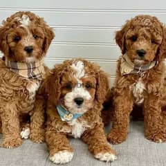 Cavapoo Puppies Available// Whatsapp +971552543679