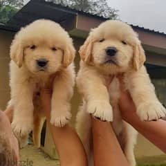 Golden Retriever Puppies // whatsapp +971552543679