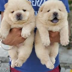 Chow chow puppies// whatsapp +971552543679