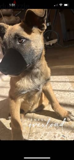 كلب بلجم شبرد (مالينوا) للبيع Belgian Shepherd (Malinois) for sale