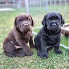 Labrador puppies// whatsapp +971552543579