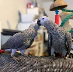 African Grey Parrots//Whatsapp +971552543579