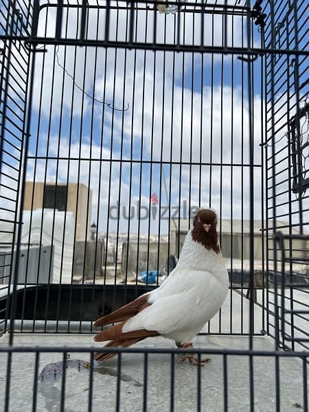 males : red white side  vienna pigeon , red nun pigeon 4