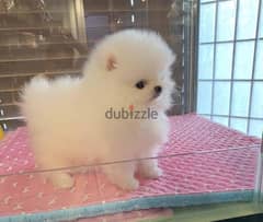 Absolutely Charming Pomeranian Puppies for rehoming now