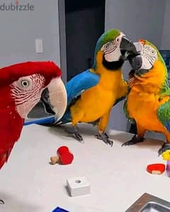WhatsApp me (+972 55 507 2696 ) Macaw Parrots  adoption 0