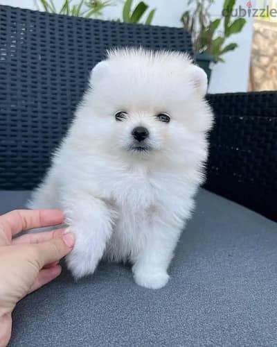 white female Pom for sale