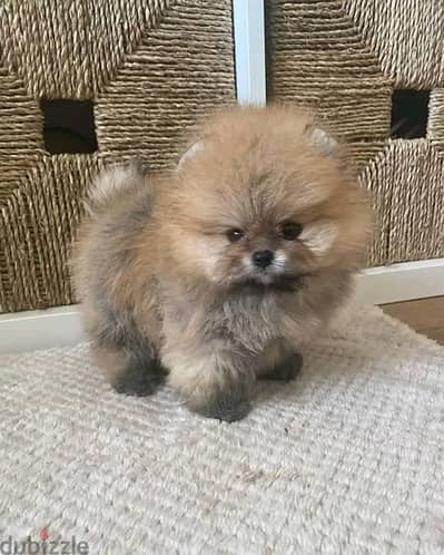 Cream Male Pom for sale