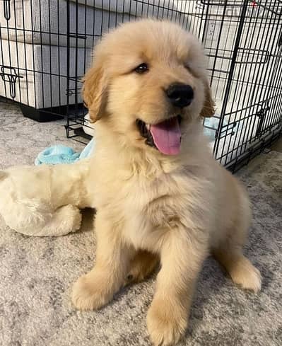 Male Golden Retriever for sale