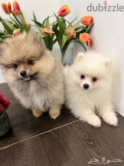 Male & Female Pomer,anian for sale