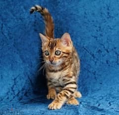 Bengal for sale