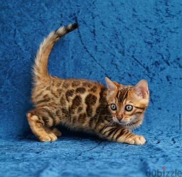 Bengal for sale 1