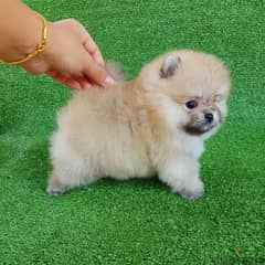 Cream male Pomer,anian for sale